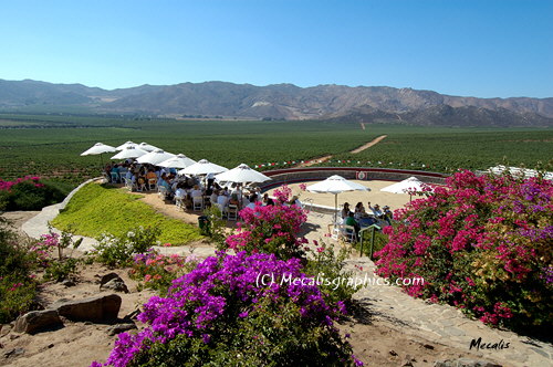 Valle de Guadalupe 2