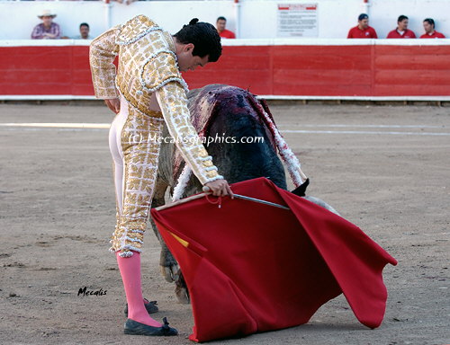 Amaya 335