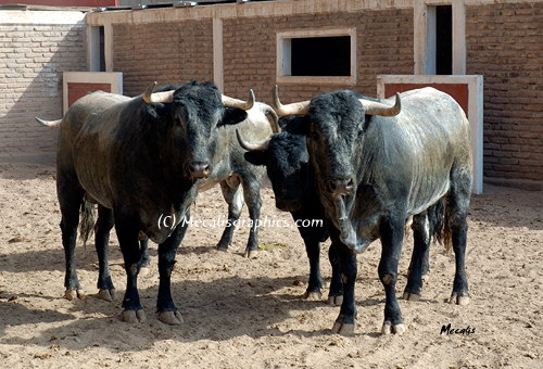 Toros a41